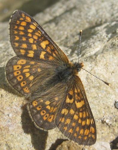 Réf. 211 497 : Euphydryas aurinia